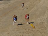 Golden Rabbit European Sandtrack-Derby Th. Ernst (175)